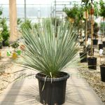 Yucca rostrata