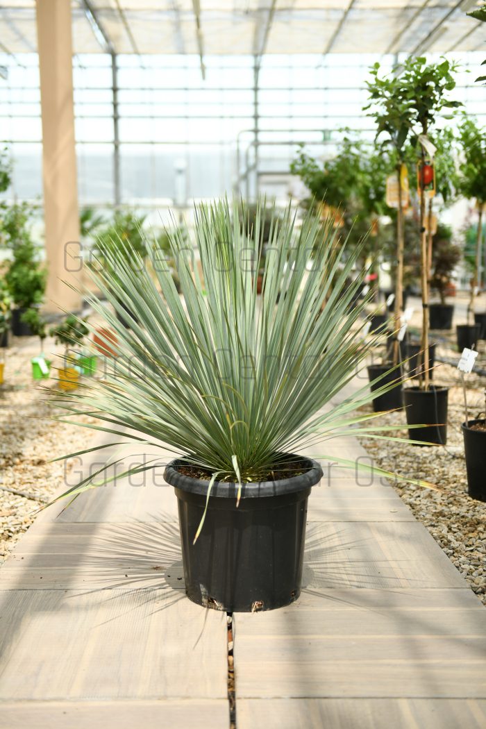 Yucca rostrata