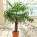 Trachycarpus fortunei palma