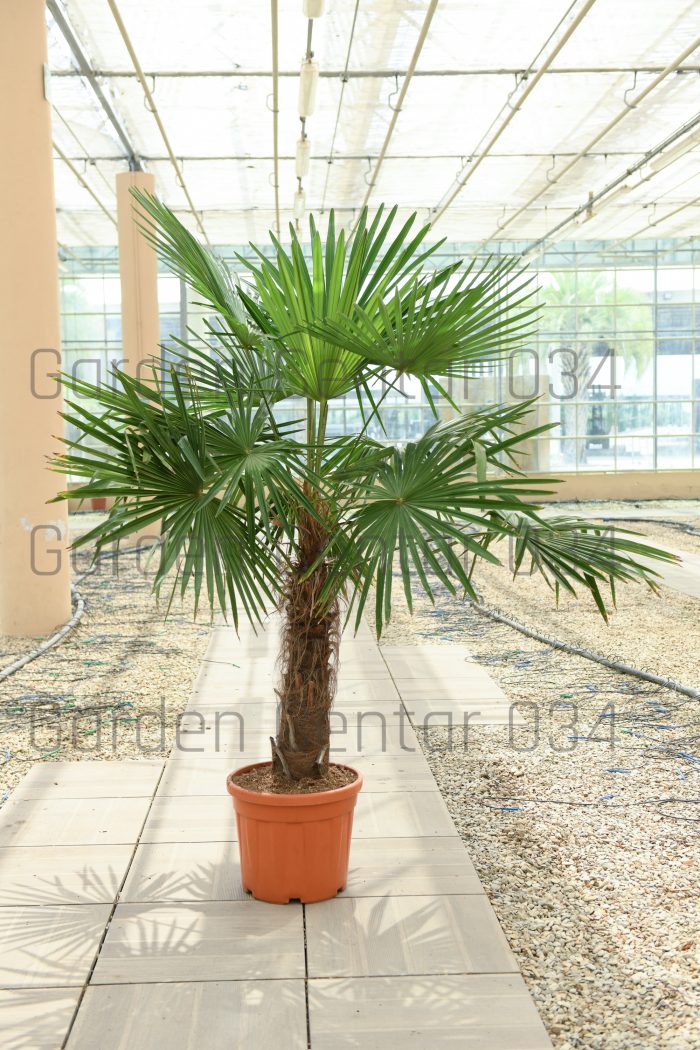 Trachycarpus fortunei palma