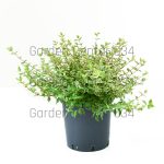 Abelia
