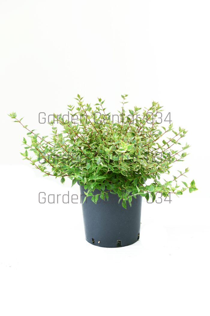 Abelia