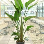 Strelitzia nicolai