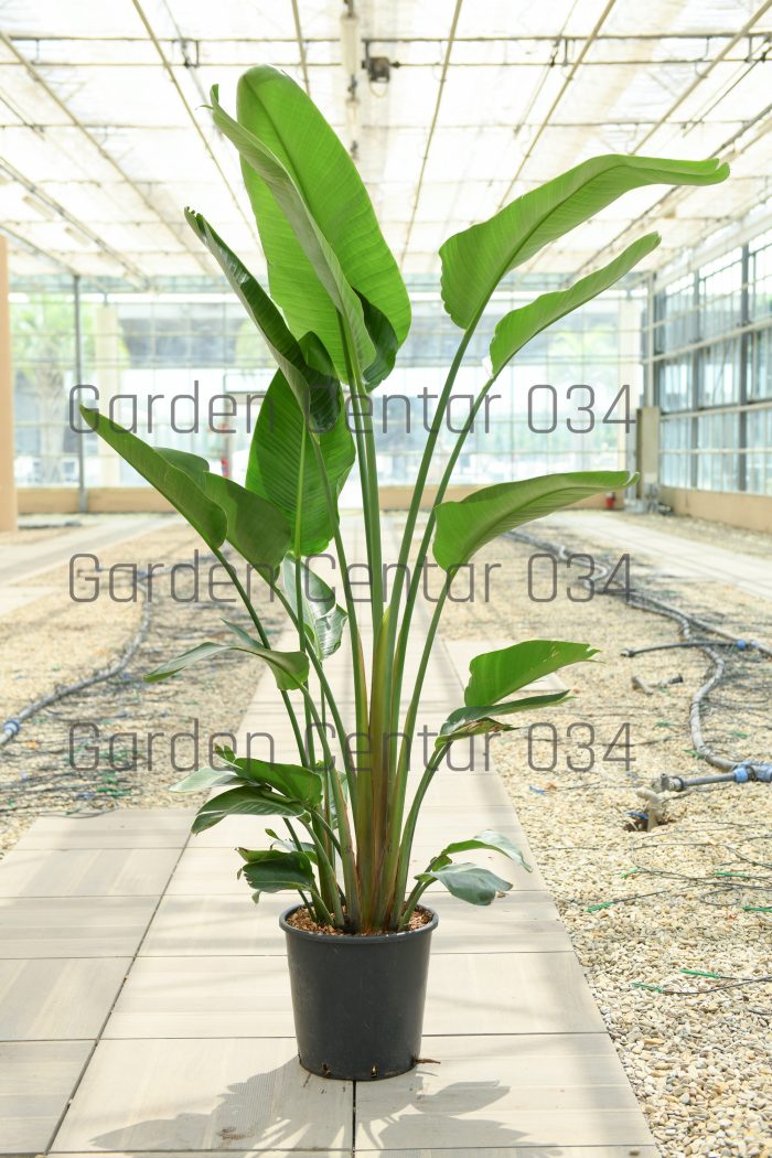 Strelitzia nicolai