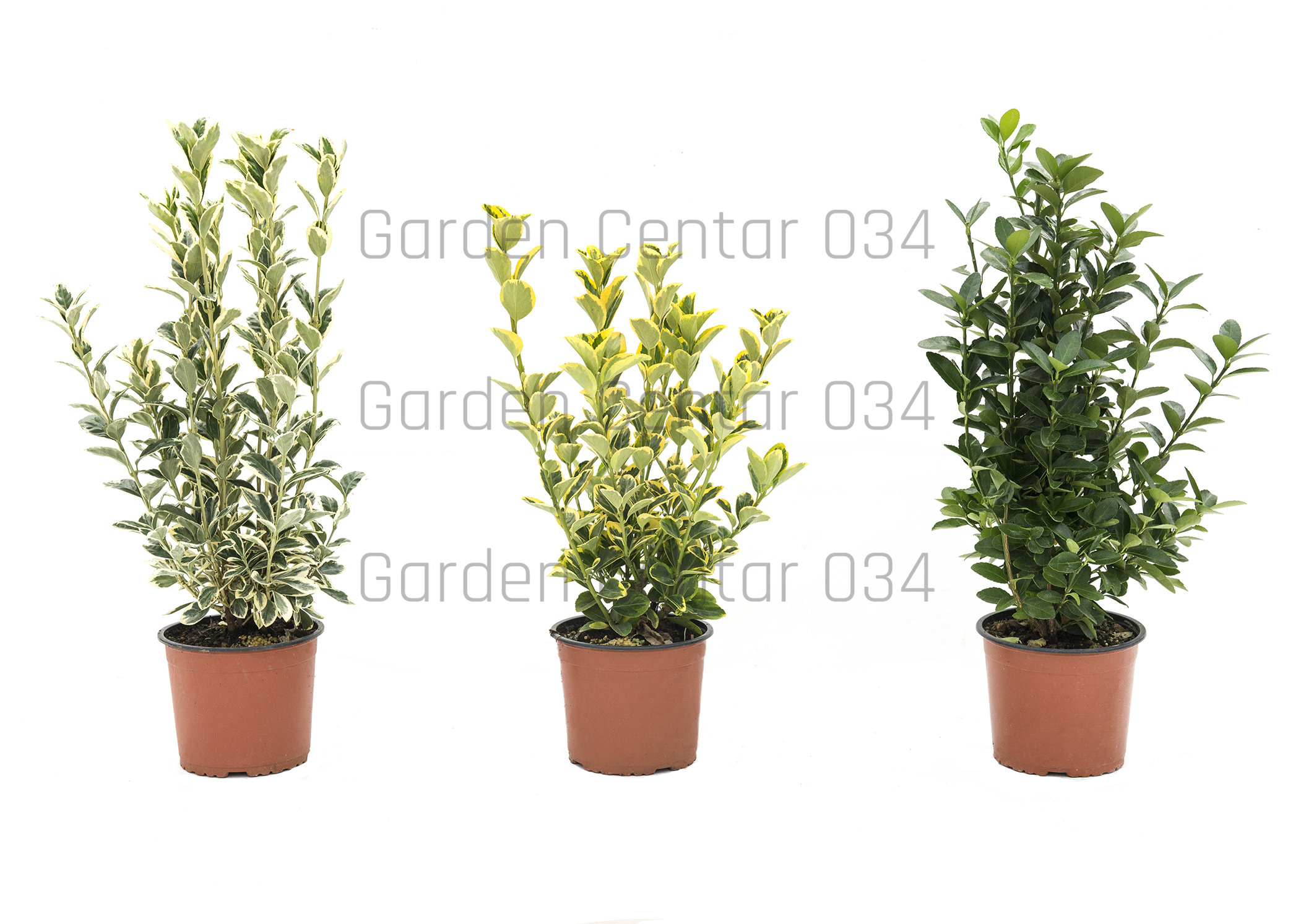 EUONYMUS-IN-VARIETA’-AVX2206216