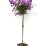 Lagerstroemia - Indijski jorgovan