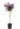Lagerstroemia-AVX2206288