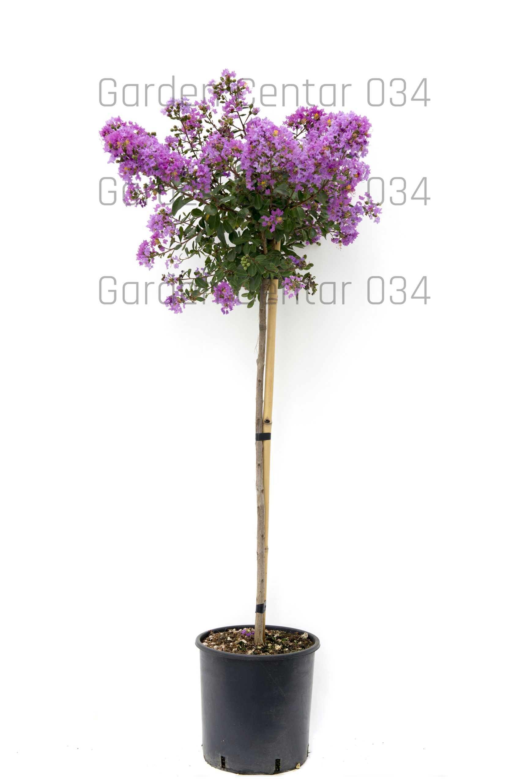 Lagerstroemia-AVX2206288