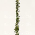 Jasmin