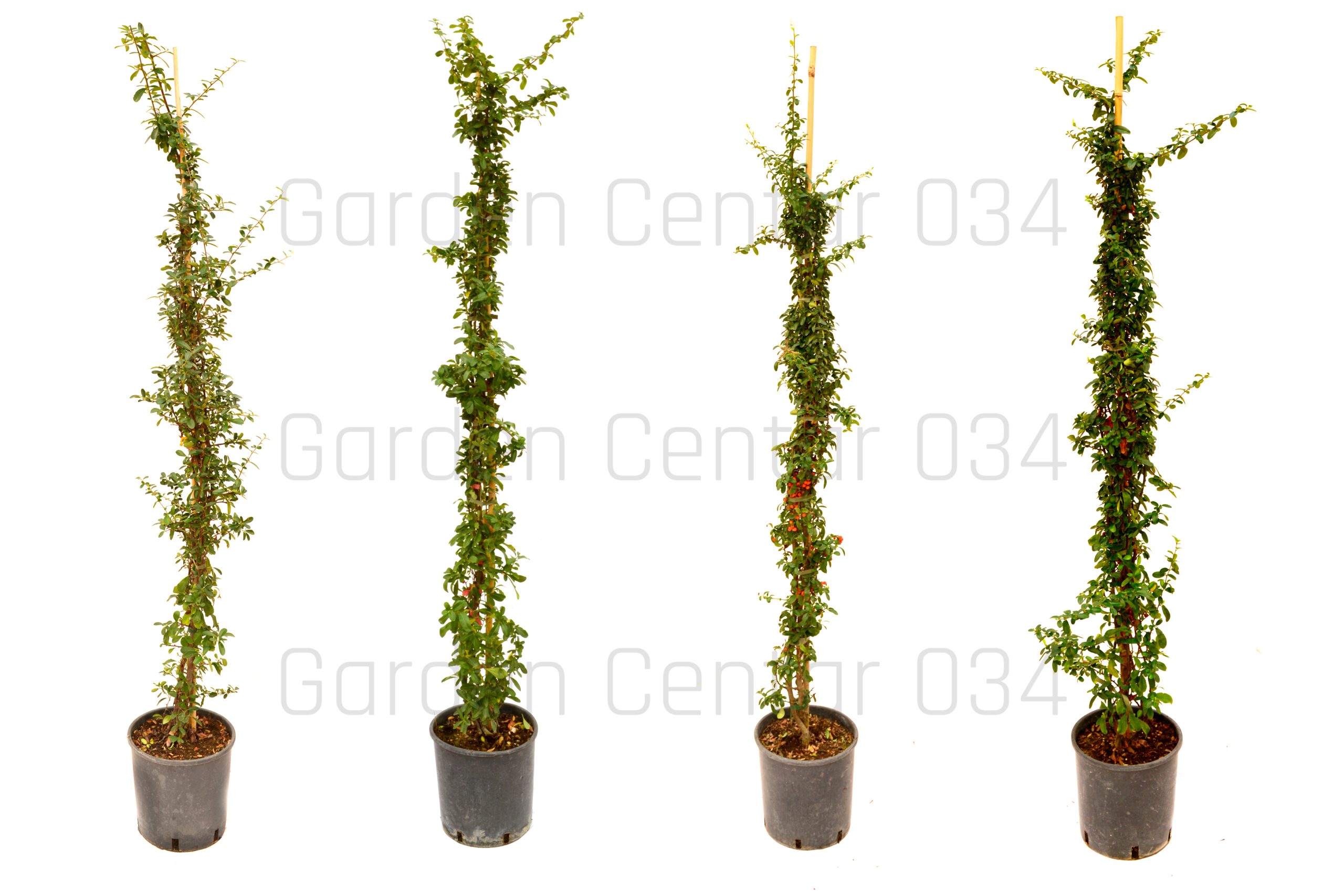 Pyracantha-gruppo-AVX2206461
