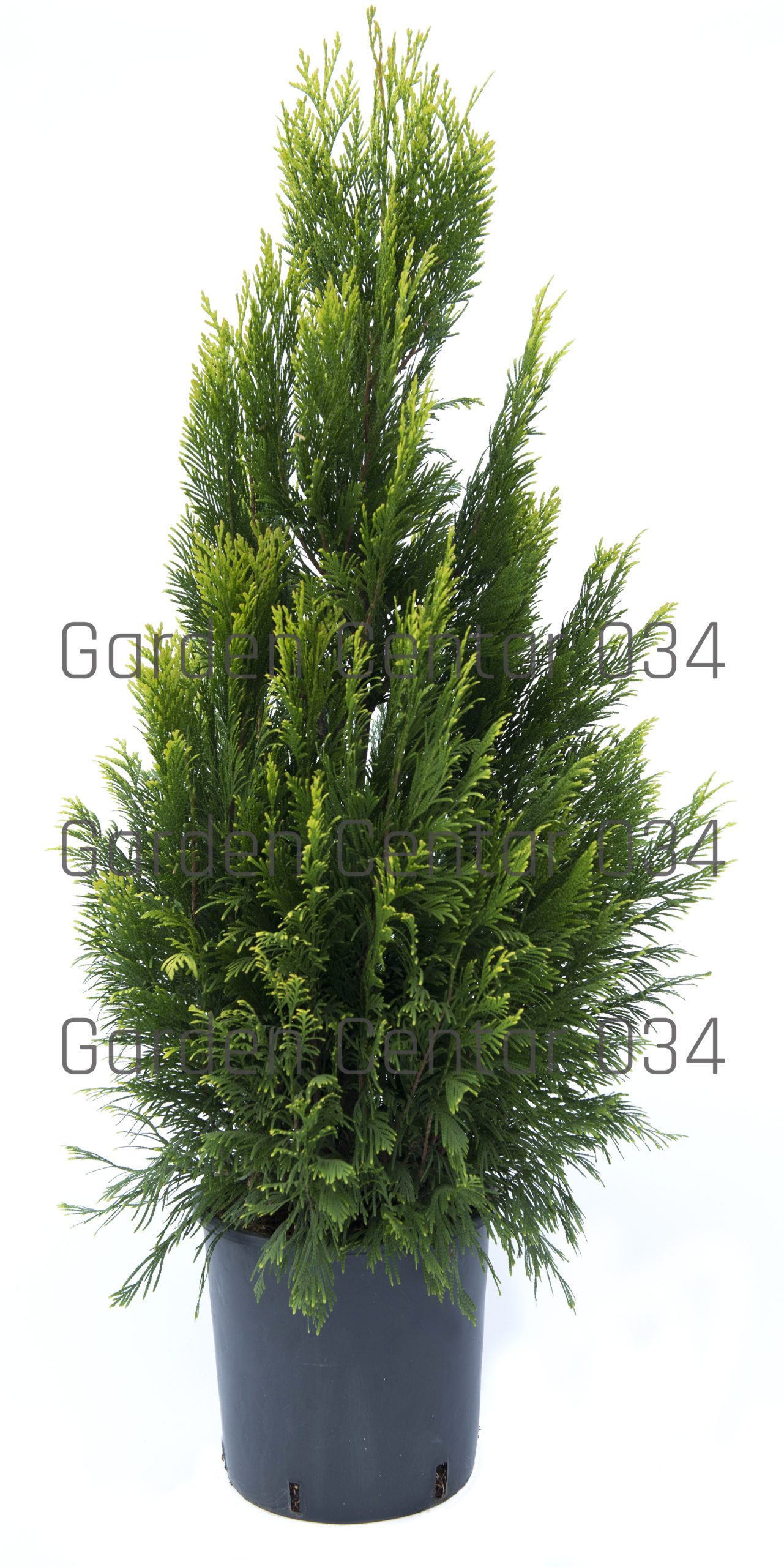 Thuia-plicata-forever-Gold-copia-AVX2206511