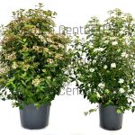 Viburnum tinus spirit e eve price