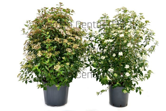 Viburnum tinus spirit e eve price