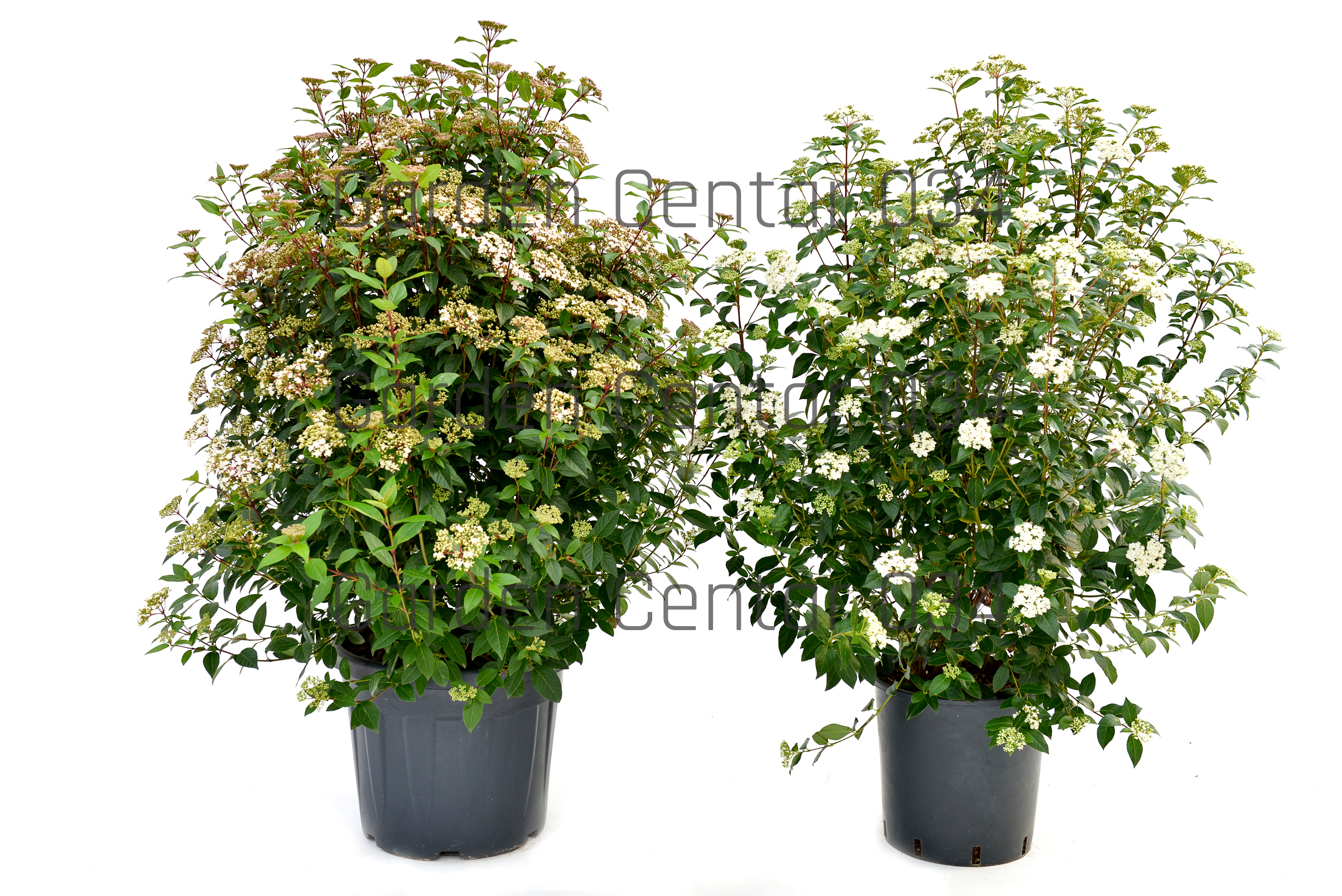 Viburnum-tinus-spirit-e-eve-price-clt-35-e-18-AVX2206527