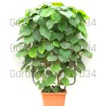 Actinidia chinensis deliciosa - Kivi
