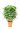 actinidia-chinensis-deliciosa-lv14-spalliera-copia-AVX2206019(1)