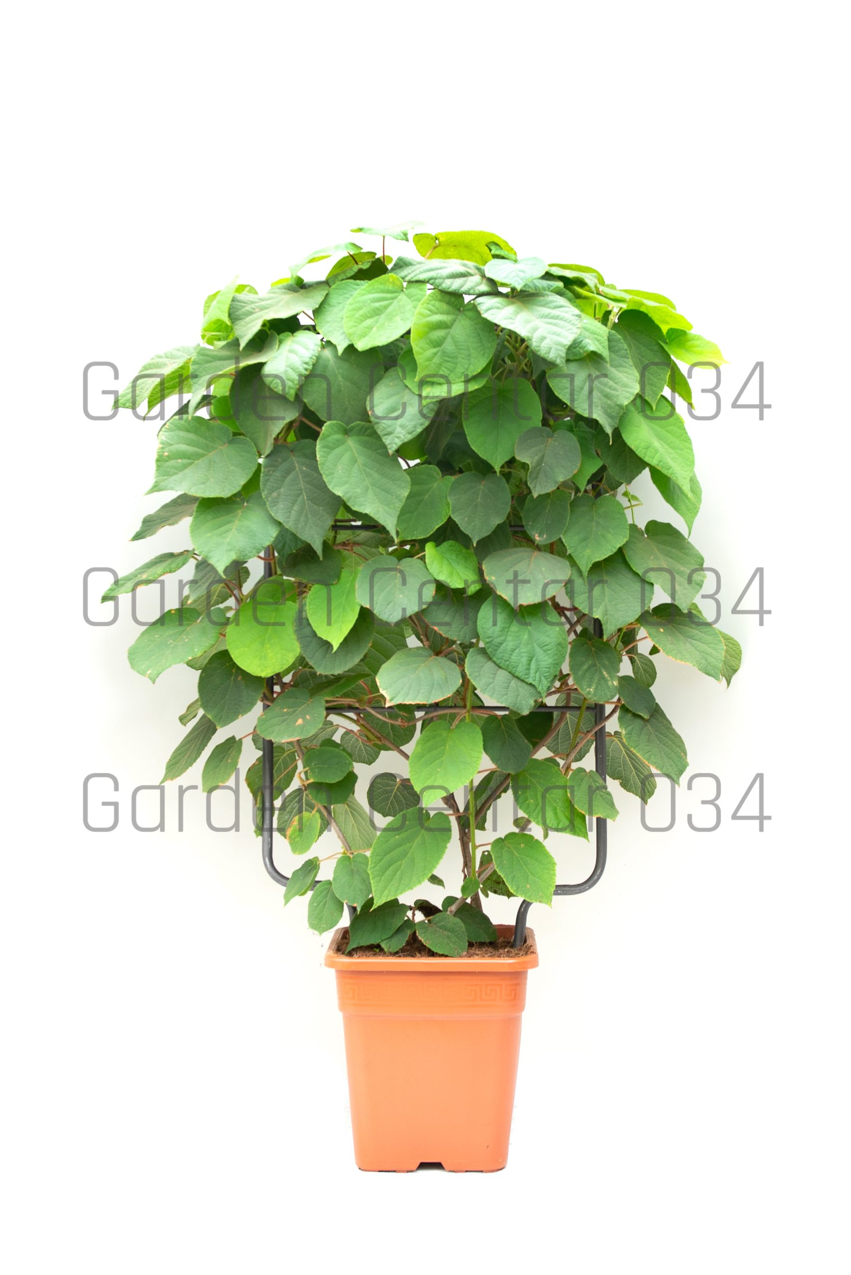 actinidia-chinensis-deliciosa-lv14-spalliera-copia-AVX2206019(1)
