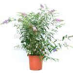 Duddleya davidii - letnji jorgovan