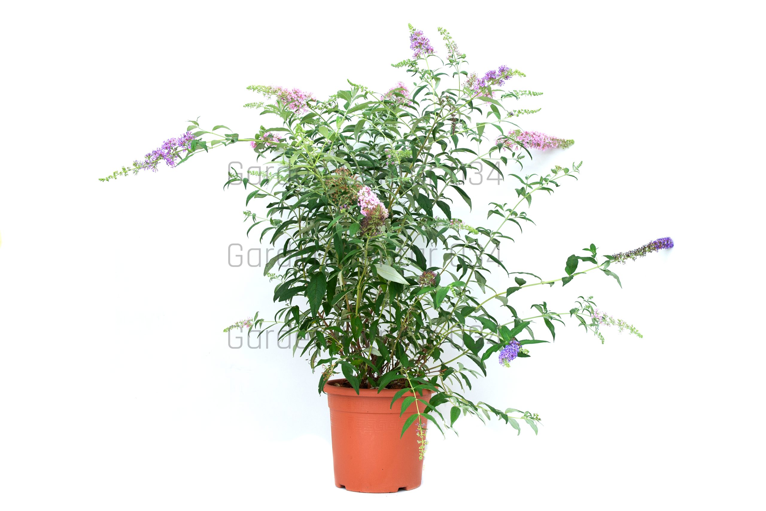 buddleya-davidii-in-varieta-lv9-trio-2-copia-AVX2206053