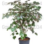 Cercis canadensis