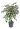 cercis-canadensis-clt-18-copia-AVX2206084