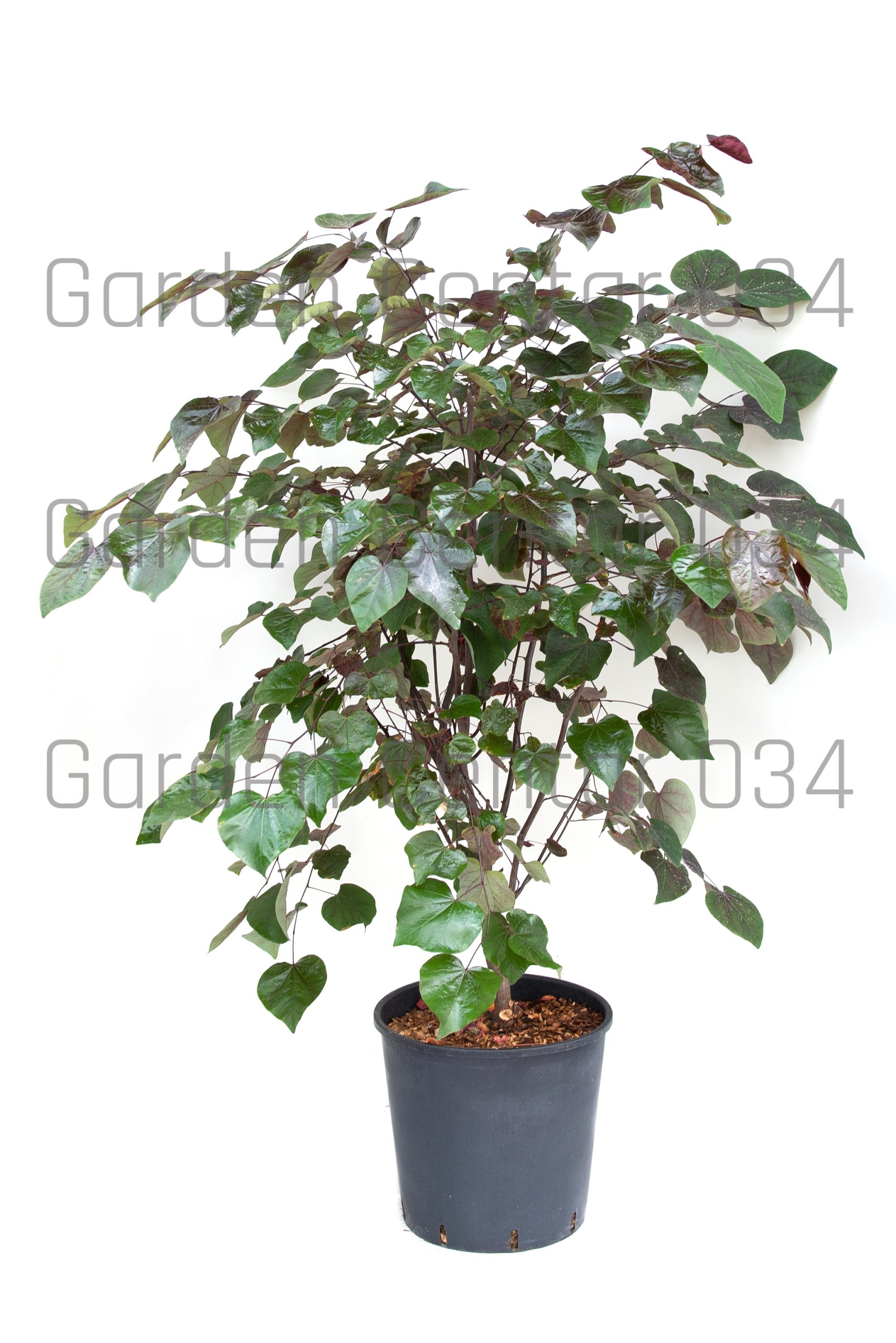 cercis-canadensis-clt-18-copia-AVX2206084
