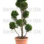 Cupressocyparis leylandi castlewelland gold pompon