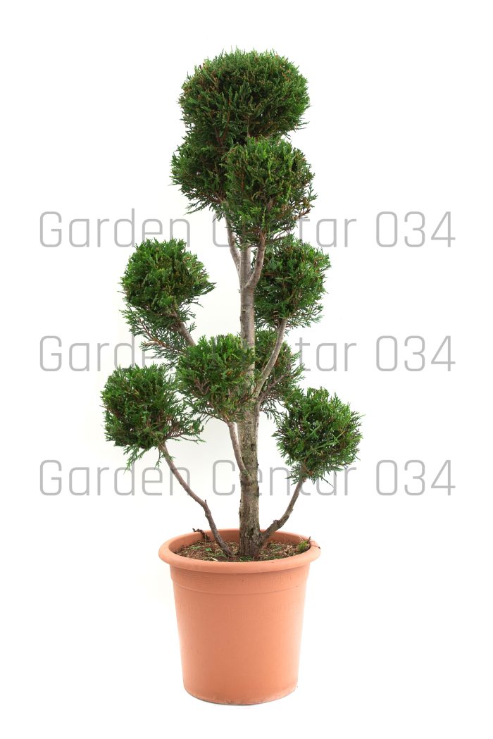Cupressocyparis leylandi castlewelland gold pompon