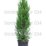 Cupressocyparis leylandi pyramidalis aurea