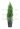 cupressocyparis-leyl-pyramidalis-aurea-clt-15-2-copia-AVX2206129