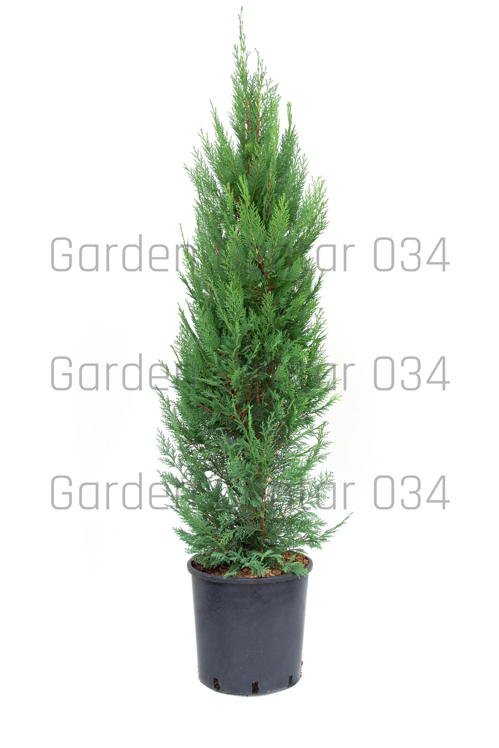 cupressocyparis-leyl-pyramidalis-aurea-clt-15-2-copia-AVX2206129