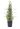 euonimus-japonicus-bravo-clt-18-80-100-copia-AVX2206206(1)
