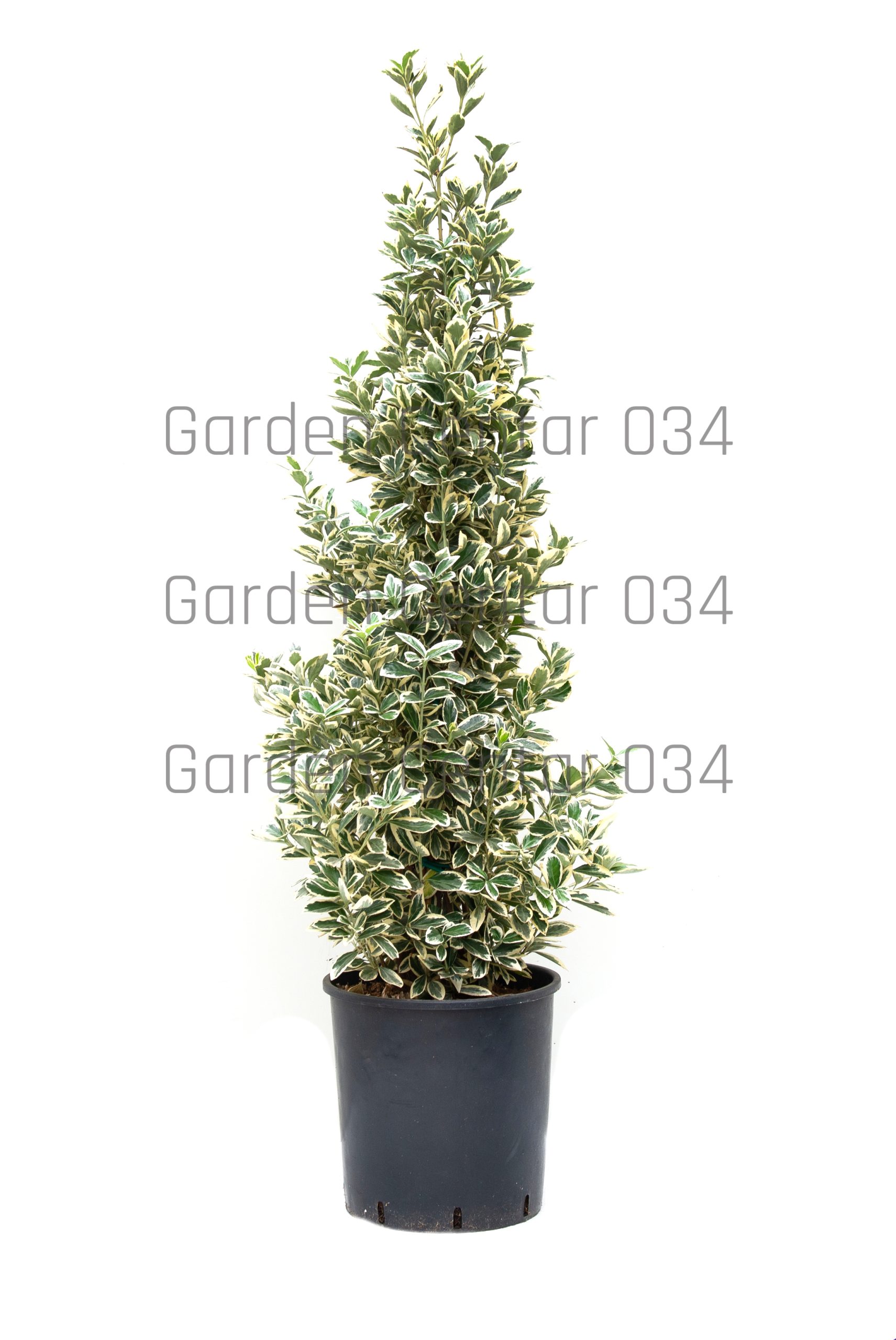 euonimus-japonicus-bravo-clt-18-80-100-copia-AVX2206206(1)