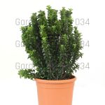 Euonymous japonicus benkomasaki erecta