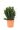 euonymous-japonicus-benkomasaki-erecta-clt-10-palla-2-copia-AVX2206212