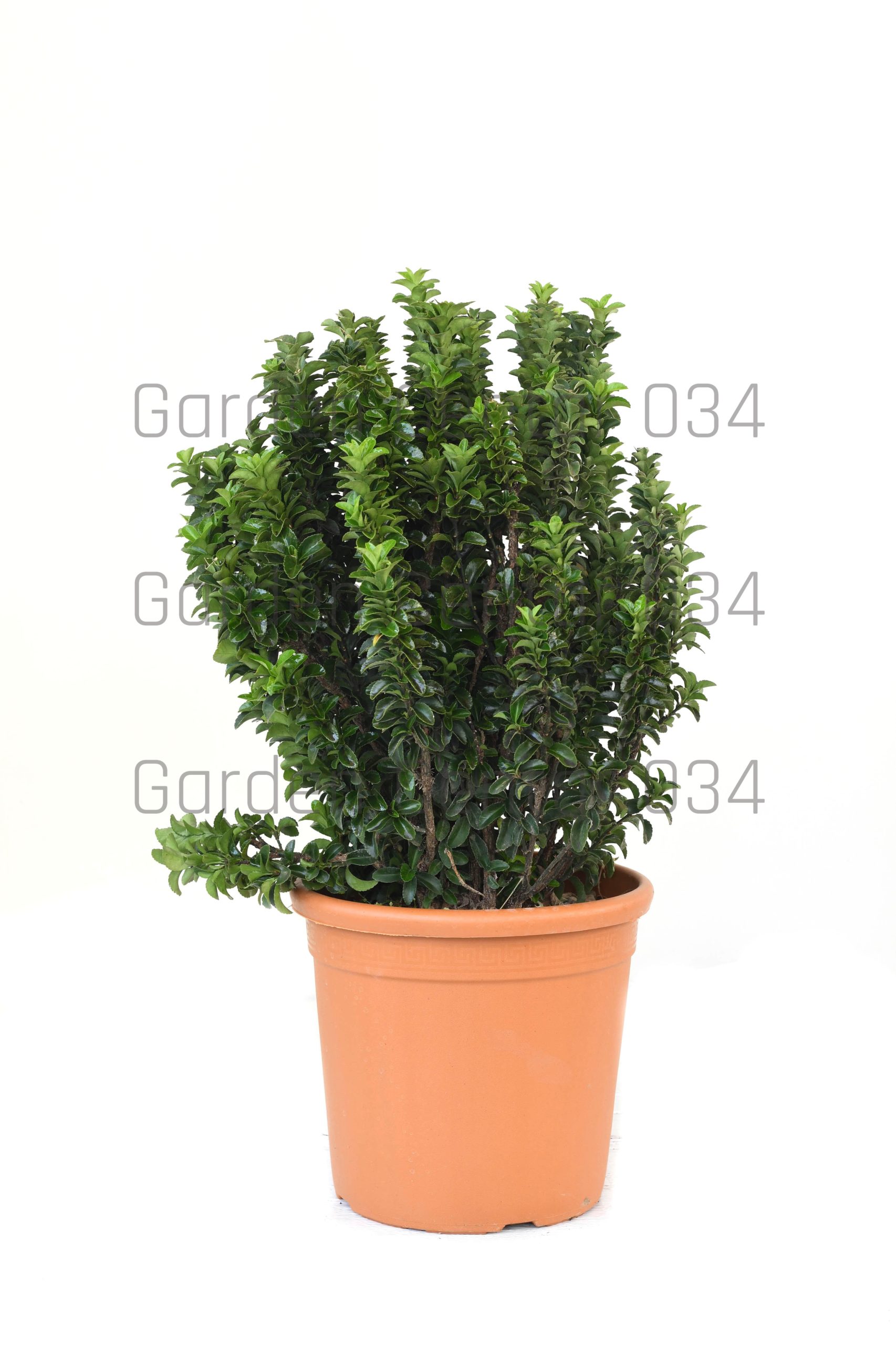 euonymous-japonicus-benkomasaki-erecta-clt-10-palla-2-copia-AVX2206212