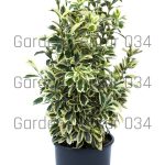 Euonymus japonicus bravo