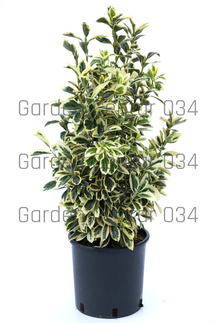 Euonymus japonicus bravo