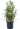 euonymous-japonicus-bravo-copia-AVX2206213(1)