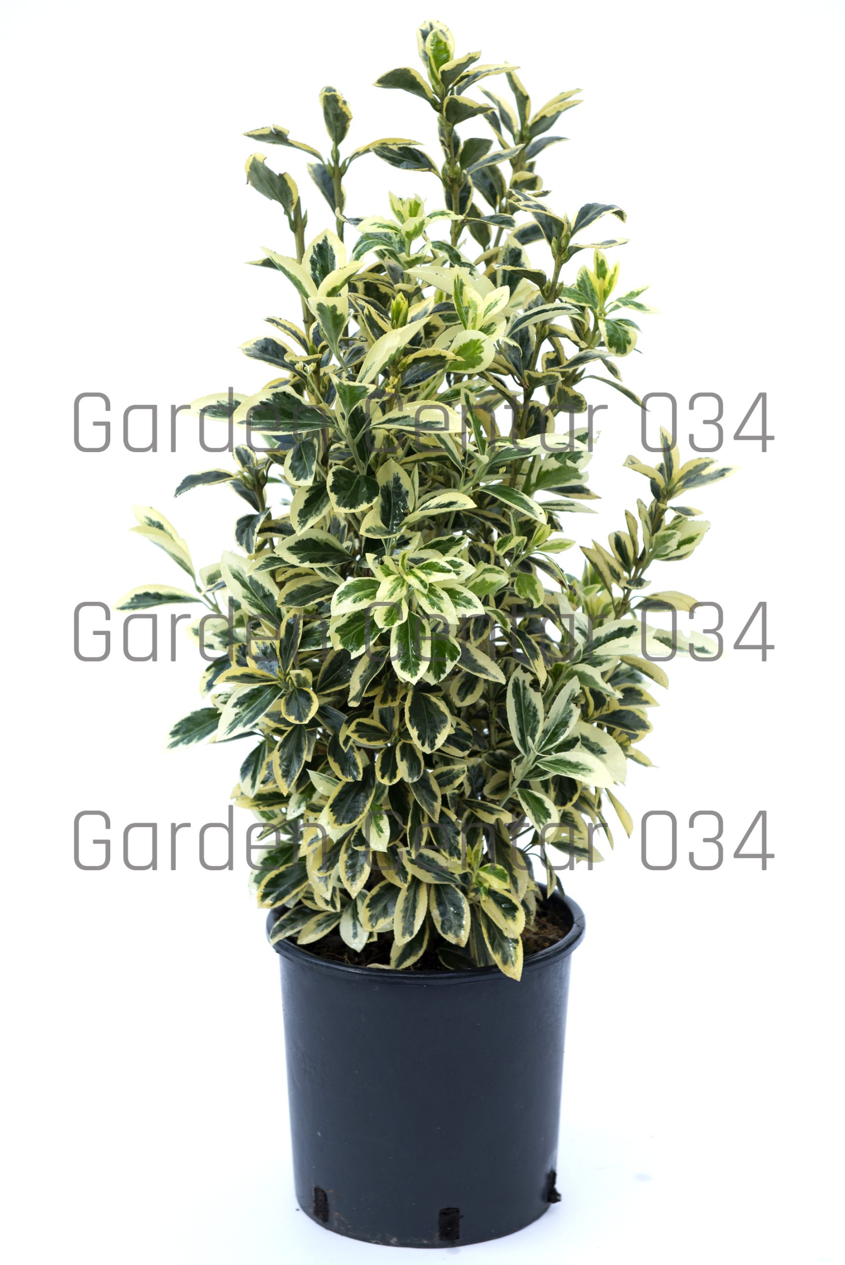 euonymous-japonicus-bravo-copia-AVX2206213(1)