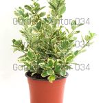 Euonymus japonicus president gauthier