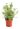 euonymus-japonicus-president-gauthier-clt-5-2-copia-AVX2206223