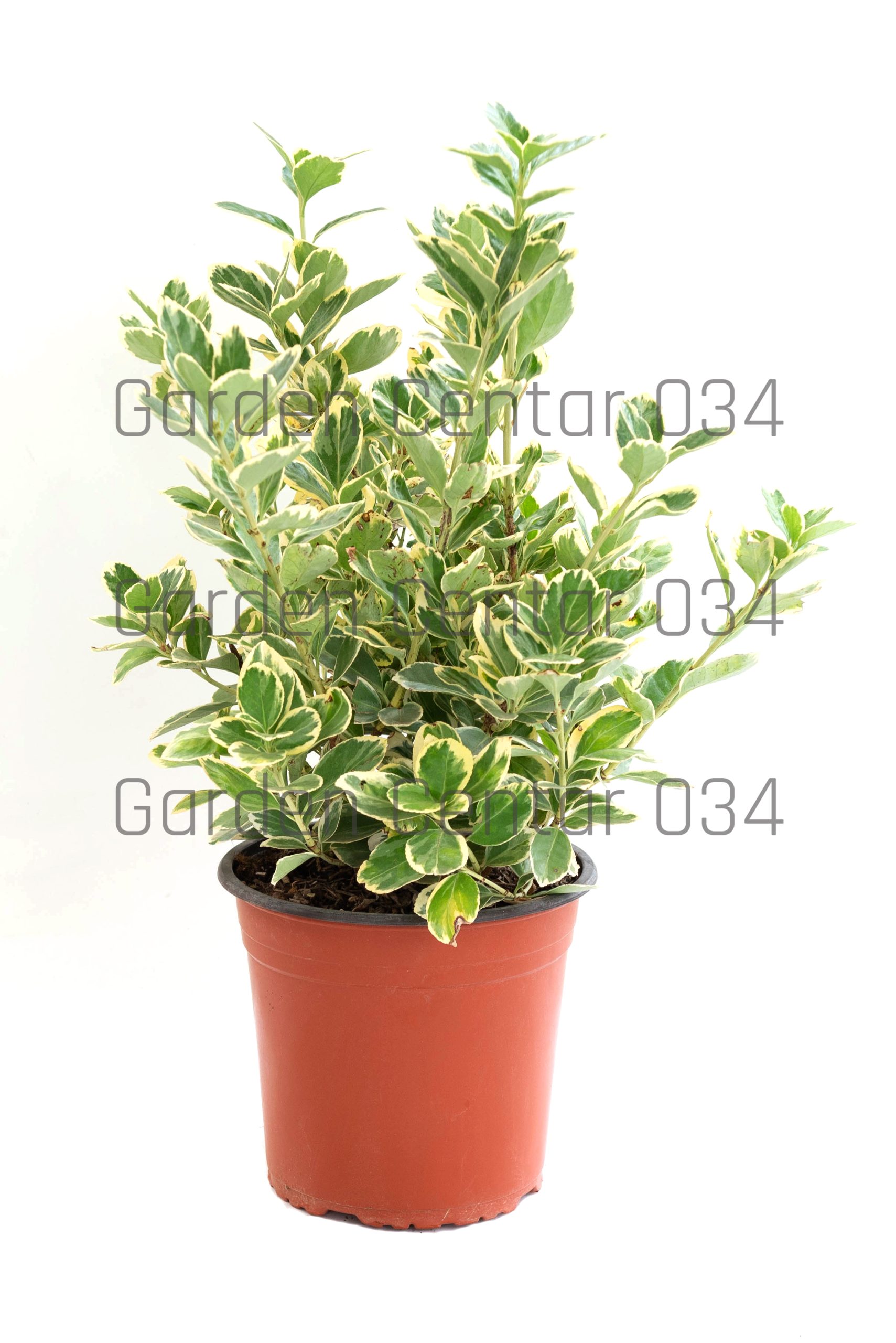 euonymus-japonicus-president-gauthier-clt-5-2-copia-AVX2206223