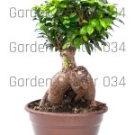 Ficus gensing