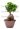 ficus-nitida-retusa-microcarpa-clt7-copia-AVX2206241(1)