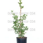 Gingko biloba autumn gold