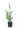 gingko-biloba-autumn-gold-copia-AVX2206246(1)