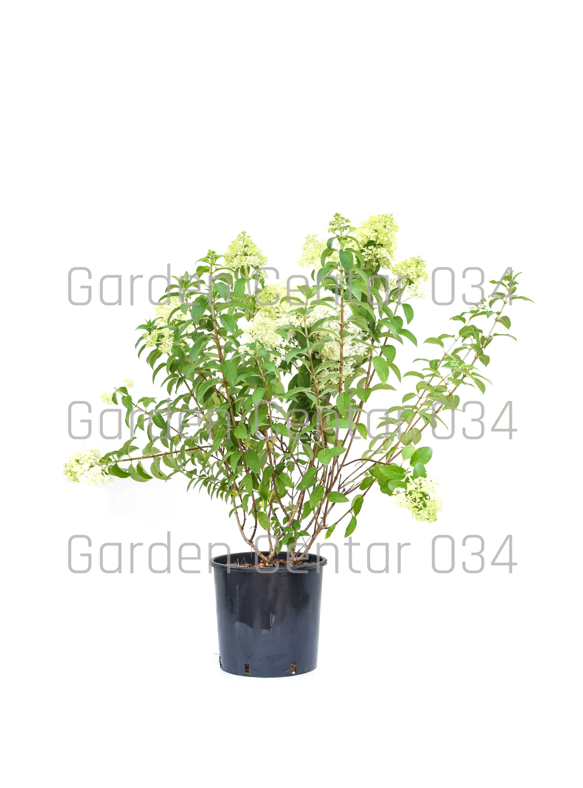 hydrangea-paniculata-in-varieta-clt-10-2-copia-AVX2206262(1)