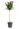 lagerstroemia-indica-in-varieta-clt-15-mezzo-fusto-copia-AVX2206285