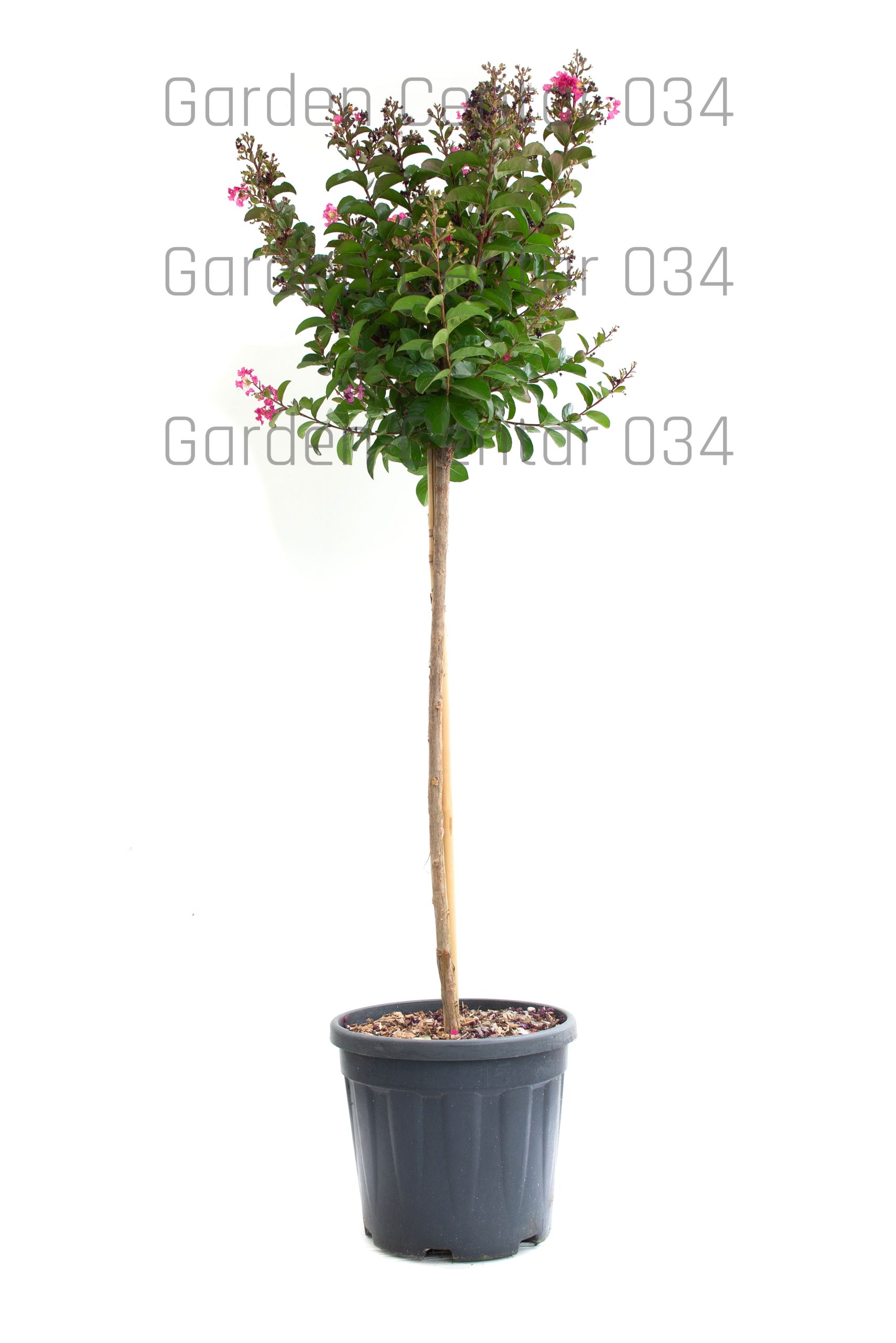 lagerstroemia-indica-in-varieta-clt-15-mezzo-fusto-copia-AVX2206285